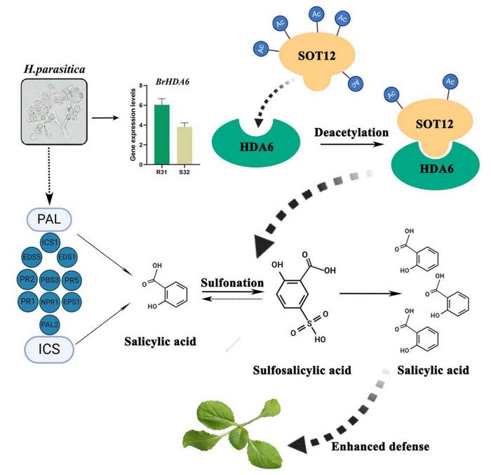 Working model of the BrHDA6-BrSOT12 module in downy mildew resistance of B. rapa.