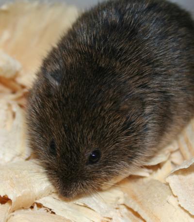 Vole