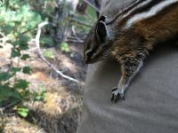 Least chipmunk