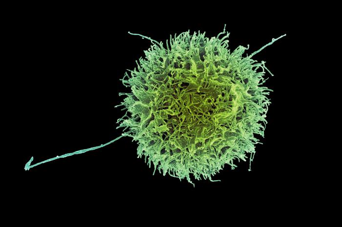 NK Cells