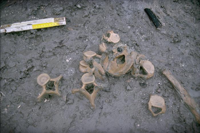 Excavation site
