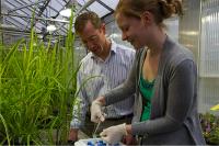 Learning How a Crop Becomes a Weed