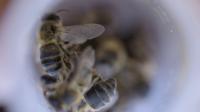 Researching Bees
