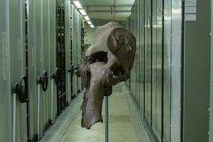 A mammoth skull from the collections of the State Museum of Natural History Stuttgart.