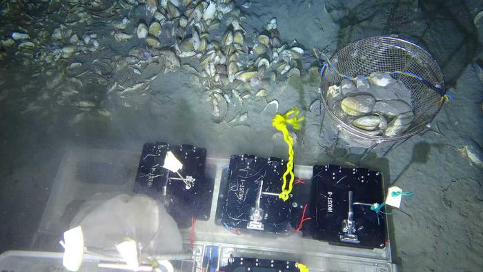 Researchers conduct deep-sea in situ transplant experiments of Archivesica marissinica at site HM-3
