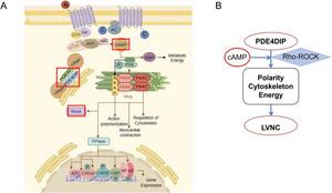 Possible mechanism of PDE4DIP causing LVNC through Rho-ROCK pathway.