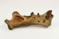 Homotherium fossil