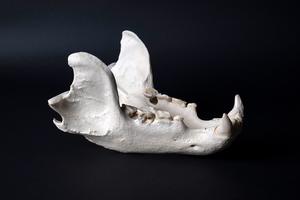 Lower jaw of a Syrian brown bear
