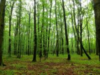 Beech Forest
