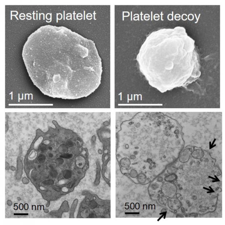 Platelet Doppelg&auml;ngers Tackle Thrombosis and Cancer Metastasis (1 of 3)