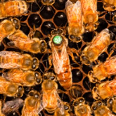 Nurse Bees