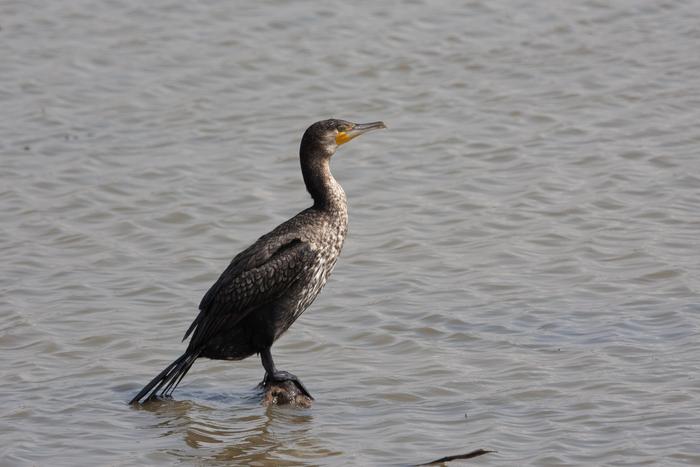 After decades of persecution that had almost wiped it out, the Great Cormorant has once again become a common bird on our coasts and wetlands.