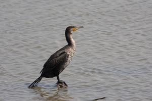 After decades of persecution that had almost wiped it out, the Great Cormorant has once again become a common bird on our coasts and wetlands.