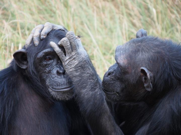 Chimpanzees