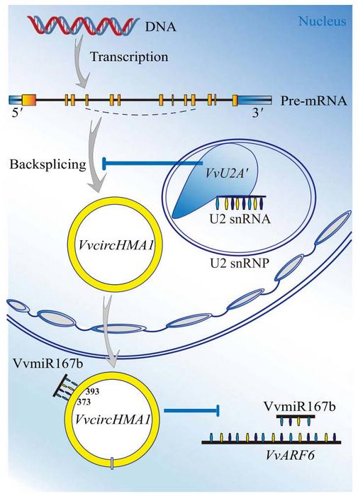Biosynthesis of VvcircHMA1 and its role in salt stress regulation.