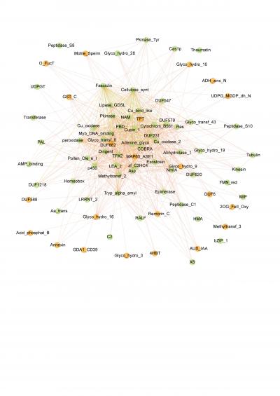 Network