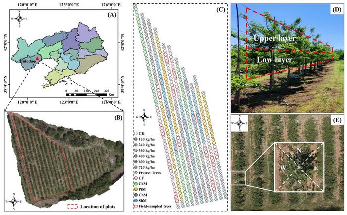 Location of the study areas and experimental design, and schematic diagrams of apple tree canopy sampling.