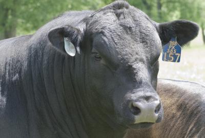Bull Headshot