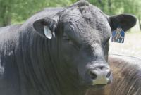 Bull Headshot