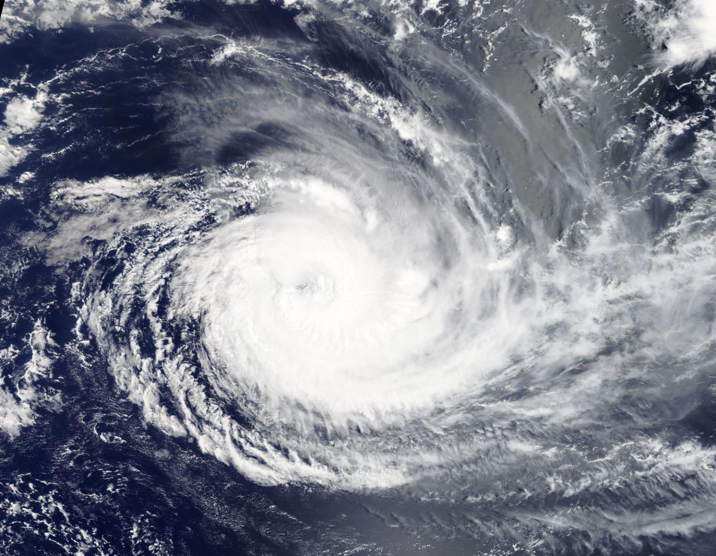 Aqua image of Cebile