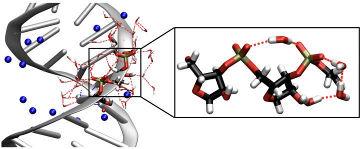 DNA Double Helix