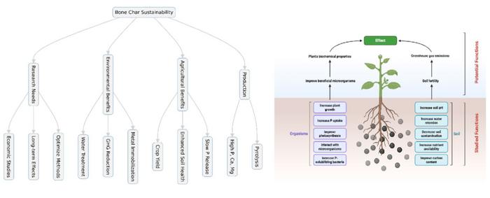 Sustainable resource management with bone char—challenges and opportunities for enhancing soil health and phosphorus stocks