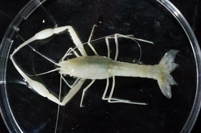 Closeup of Crustacean Found Near Ramle, Israel