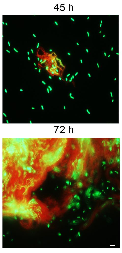 Specialized Cell Regiments Allow Bacterial Biofilms to Stay on the Move (1 of 4)