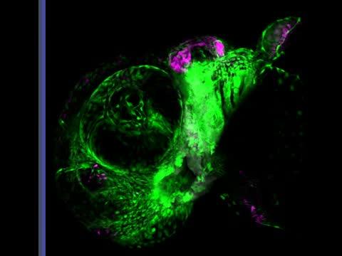 Developing Zebrafish