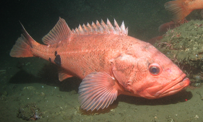 Blackspotted rockfish off the West Coast