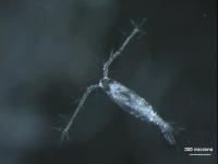 Copepod Attacker