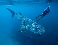 Swimming with a Whale Shark
