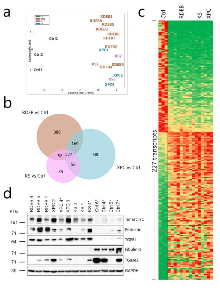 Gene Expression Signature
