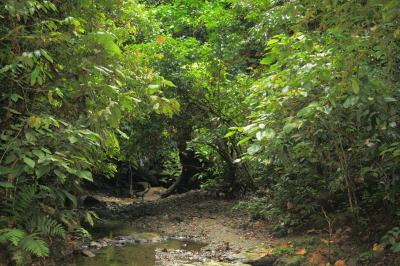 Natural Forest
