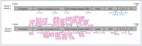 STAT1