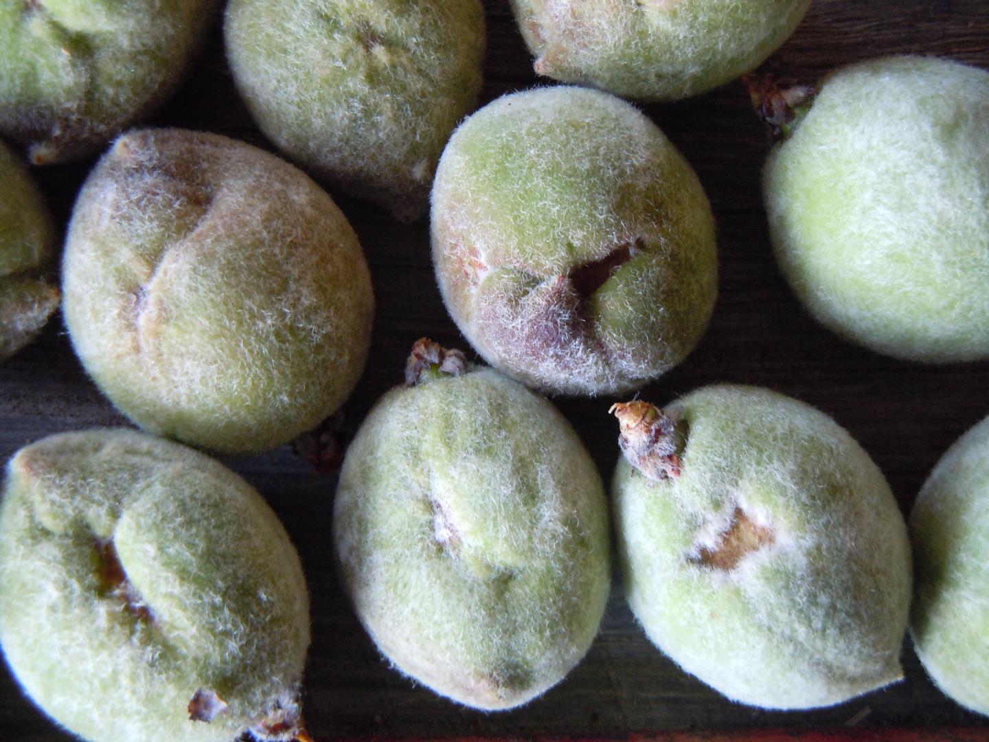 Management Strategies to Reduce Catfacing in Peaches