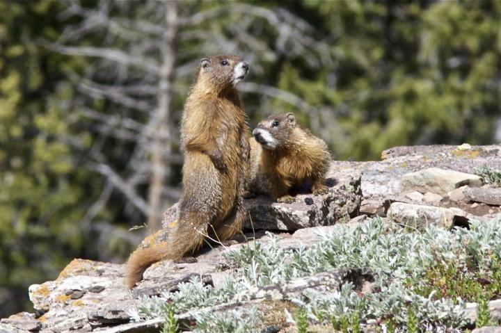 Marmots