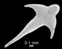 <I>Chancelloriidae</I>