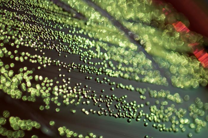 iTARGET Platform for Rapid Microbial Strain Improvement