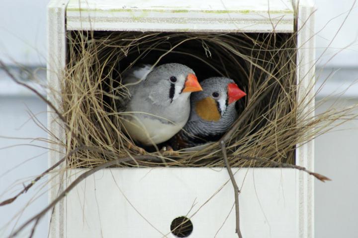 Zebra Finches
