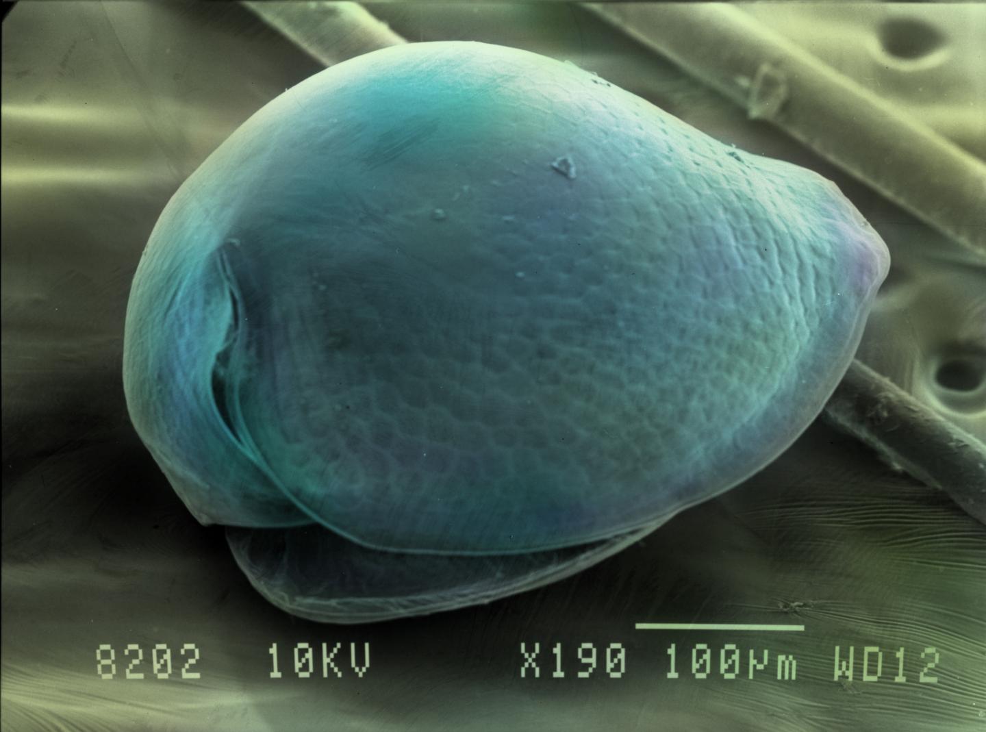 <em>Chydorus sphaericus</em>