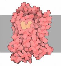Adrenergic Receptor