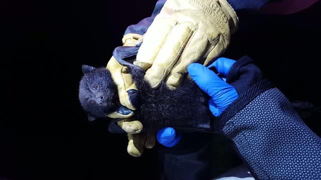 Recently captured Christmas Island flying fox