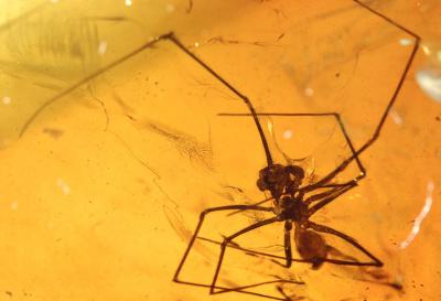 Spider from 50-52 Million Years Ago