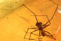 Spider from 50-52 Million Years Ago