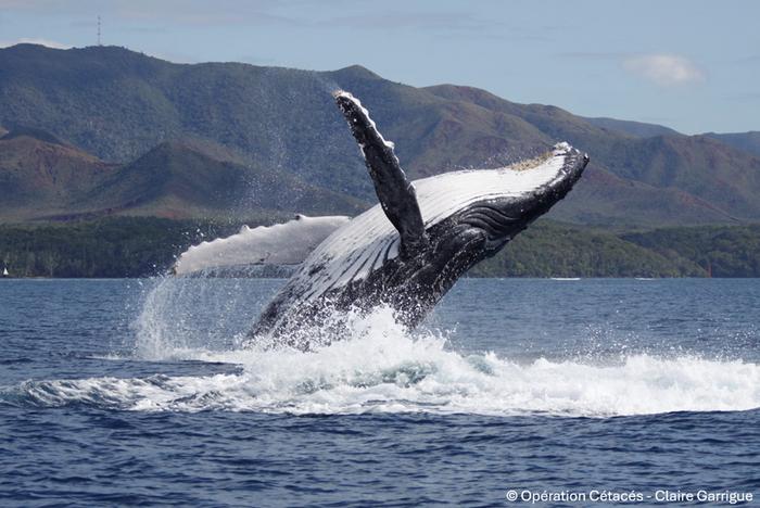 Humpback whale