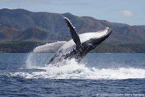 Humpback whale