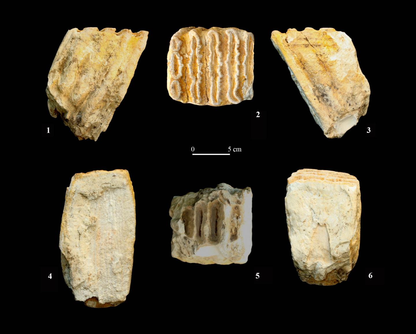 Elephant tooth