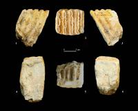 Elephant tooth