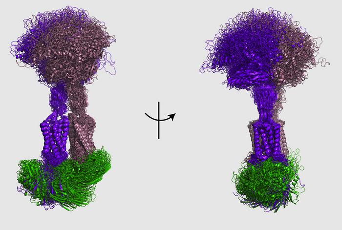 Snapshots of mGluR8/beta-arrestin1 complexes from molecular dynamics simulations.